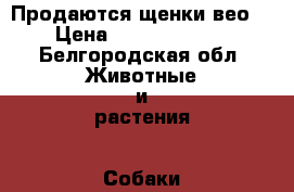 Продаются щенки вео. › Цена ­ 8000..10000 - Белгородская обл. Животные и растения » Собаки   